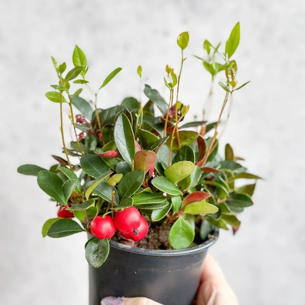 Gaultheria Procumbens - Wintergreen - 4 Inch