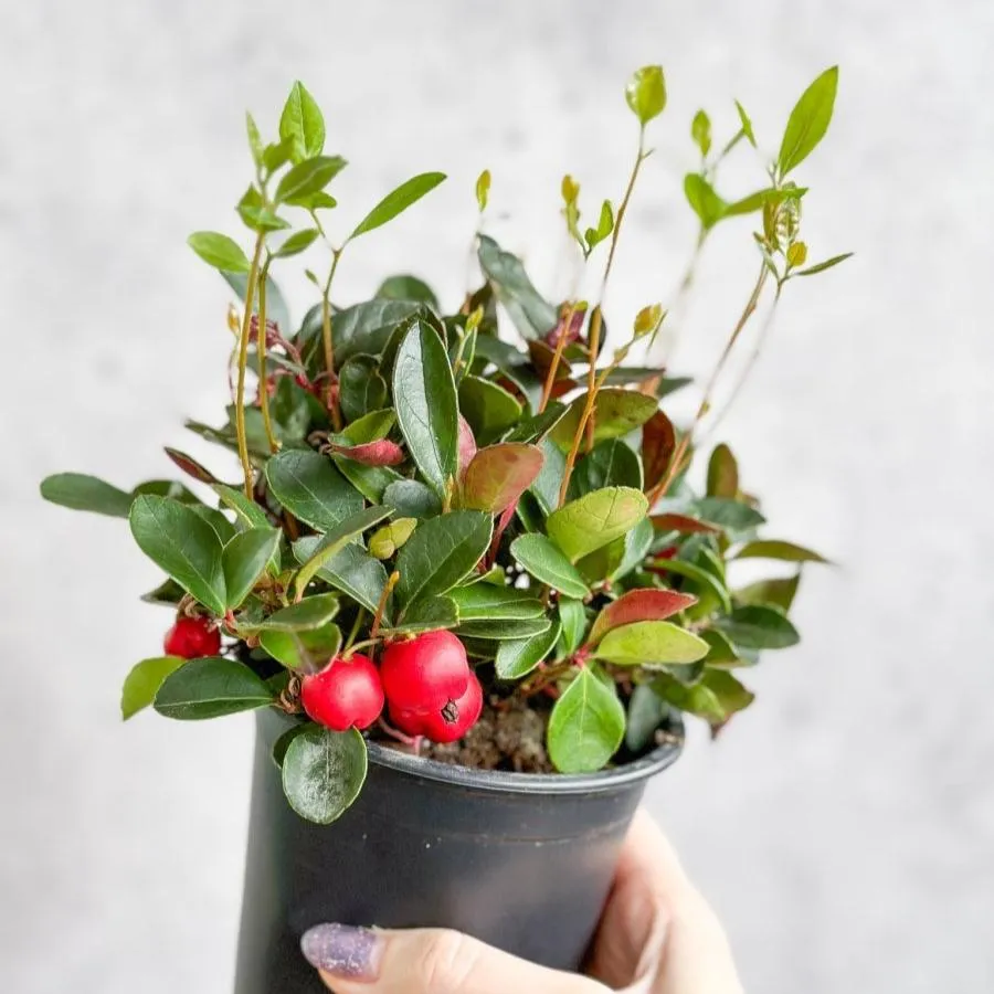 Gaultheria Procumbens - Wintergreen - 4 Inch