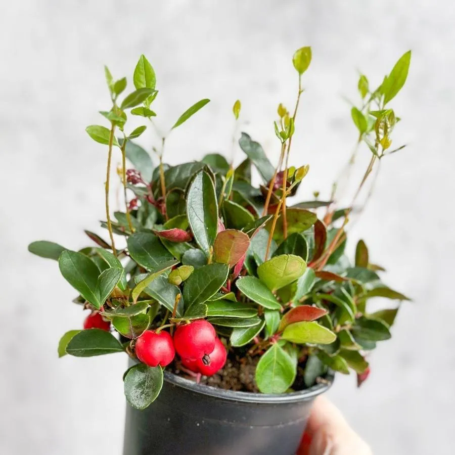 Gaultheria Procumbens - Wintergreen - 4 Inch