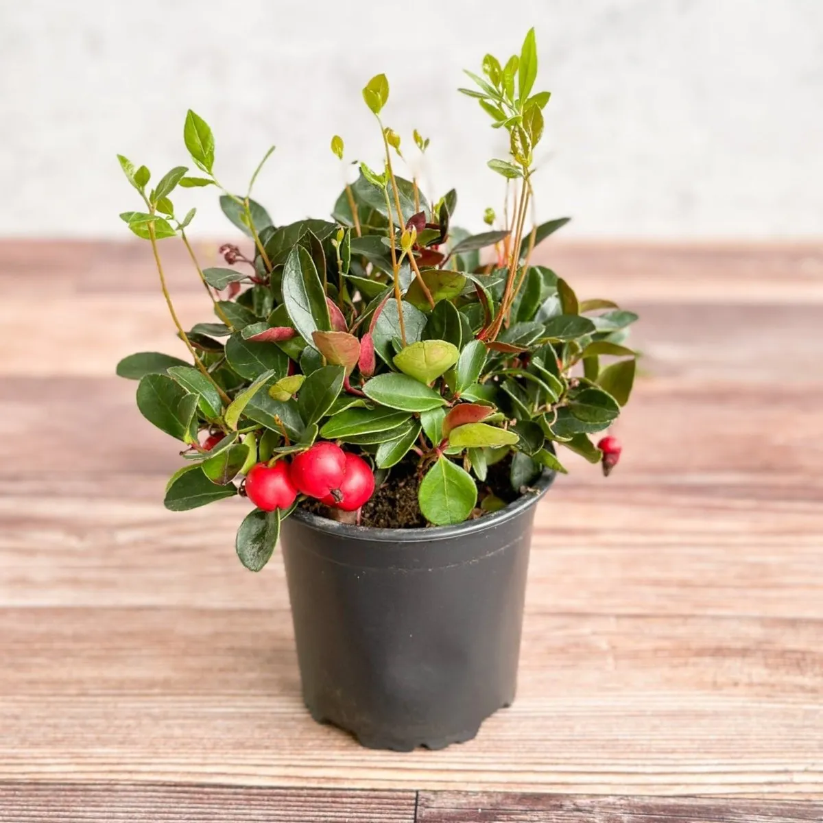 Gaultheria Procumbens - Wintergreen - 4 Inch